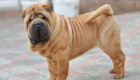 Chinese Shar Pei Puppies for sale in Knoxville, TN, USA. price: NA