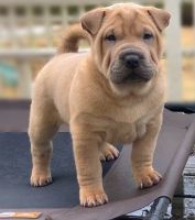 Chinese Shar Pei Puppies for sale in Kansas City, KS 66104, USA. price: NA