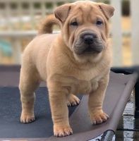 Chinese Shar Pei Puppies for sale in Columbus, MS, USA. price: NA
