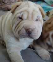 Chinese Shar Pei Puppies for sale in Little Rock, AR, USA. price: NA