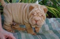 Chinese Shar Pei Puppies for sale in Newark, NJ 07107, USA. price: NA
