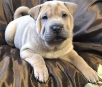 Chinese Shar Pei Puppies for sale in Charleston, WV 25356, USA. price: NA