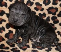 Chinese Shar Pei Puppies for sale in Norwich, CT, USA. price: NA