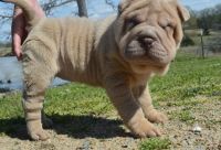 Chinese Shar Pei Puppies for sale in Worcester St, Framingham, MA, USA. price: NA