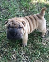 Chinese Shar Pei Puppies for sale in Salt Lake City, UT, USA. price: NA