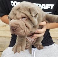 Chinese Shar Pei Puppies for sale in Lexington, KY 40574, USA. price: NA