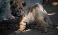 Chinese Shar Pei Puppies for sale in Scottsdale, AZ, USA. price: NA