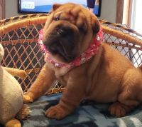 Chinese Shar Pei Puppies for sale in Minneapolis, MN, USA. price: NA