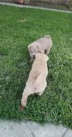 Chinese Shar Pei Puppies for sale in Lafayette, LA, USA. price: NA