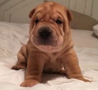 Chinese Shar Pei Puppies for sale in Chicago, IL, USA. price: NA