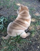 Chinese Shar Pei Puppies for sale in Provo, UT, USA. price: NA