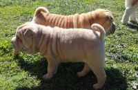 Chinese Shar Pei Puppies for sale in Philadelphia, PA, USA. price: NA