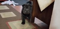 Chinese Shar Pei Puppies for sale in Rockford, IL, USA. price: NA