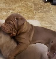 Chinese Shar Pei Puppies for sale in Louisburg, NC 27549, USA. price: NA