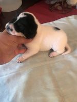 Chinese Shar Pei Puppies for sale in Mebane, NC 27302, USA. price: NA