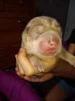 Chinese Shar Pei Puppies for sale in Albuquerque, NM, USA. price: NA