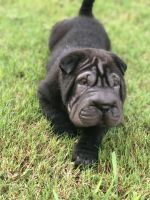 Chinese Shar Pei Puppies for sale in Loganville, GA 30052, USA. price: NA