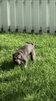 Chinese Shar Pei Puppies for sale in Fort Lauderdale, FL, USA. price: NA