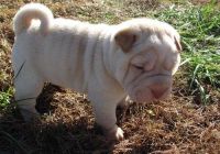 Chinese Shar Pei Puppies for sale in US-1, Jacksonville, FL, USA. price: NA