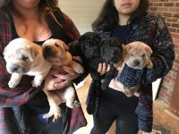 Chinese Shar Pei Puppies for sale in Lincolnton, NC 28092, USA. price: NA