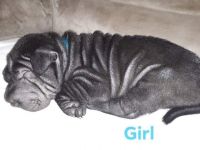 Chinese Shar Pei Puppies for sale in Fruitport Charter Twp, MI, USA. price: NA