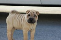 Chinese Shar Pei Puppies for sale in Miami, FL, USA. price: NA