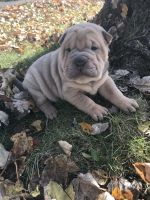 Chinese Shar Pei Puppies for sale in Cincinnati, OH, USA. price: NA