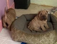Chinese Shar Pei Puppies for sale in Beaumont, CA, USA. price: NA