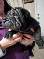 Chinese Shar Pei Puppies for sale in Phoenix, AZ 85035, USA. price: NA