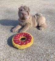 Chinese Shar Pei Puppies for sale in Arlington, TX 76006, USA. price: NA