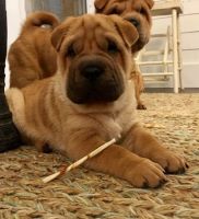 Chinese Shar Pei Puppies for sale in Bethany, LA 71007, USA. price: NA