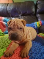 Chinese Shar Pei Puppies for sale in Sophia, NC 27350, USA. price: NA