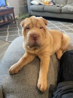 Chinese Shar Pei Puppies for sale in 701 Illinois Ave, Dupo, IL 62239, USA. price: NA