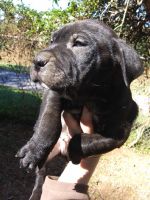 Chinese Shar Pei Puppies for sale in Sylacauga, AL, USA. price: NA