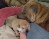 Chinese Shar Pei Puppies for sale in San Antonio, TX, USA. price: NA
