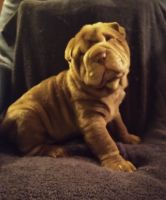 Chinese Shar Pei Puppies for sale in Charlottesville, VA, USA. price: NA