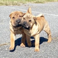 Chinese Shar Pei Puppies for sale in Wisconsin Dells, WI, USA. price: NA