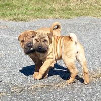 Chinese Shar Pei Puppies for sale in Wisconsin Dells, WI, USA. price: NA