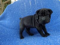 Chinese Shar Pei Puppies for sale in Hacienda Heights, CA 91745, USA. price: NA
