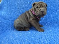 Chinese Shar Pei Puppies for sale in La Habra Heights, CA, USA. price: NA