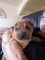 Chinese Shar Pei Puppies for sale in Tucson, AZ, USA. price: NA