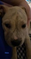 Chinese Shar Pei Puppies for sale in 3107 N Cibola Ave, Hobbs, NM 88240, USA. price: NA