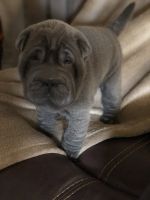 Chinese Shar Pei Puppies for sale in Grayson, GA, USA. price: NA