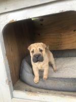 Chinese Shar Pei Puppies for sale in Columbia, SC, USA. price: NA