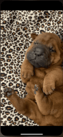 Chinese Shar Pei Puppies for sale in San Jose, CA, USA. price: NA