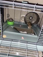 Chinese Striped Hamster Rodents Photos