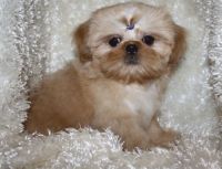 Chinook Puppies for sale in US-1, Jacksonville, FL, USA. price: NA