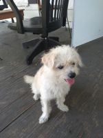 Chipoo Puppies for sale in Opp, AL 36467, USA. price: NA