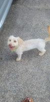 Chipoo Puppies for sale in Little Rock, AR, USA. price: NA