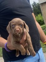Chipoo Puppies for sale in UPPER ARLNGTN, OH 43221, USA. price: NA